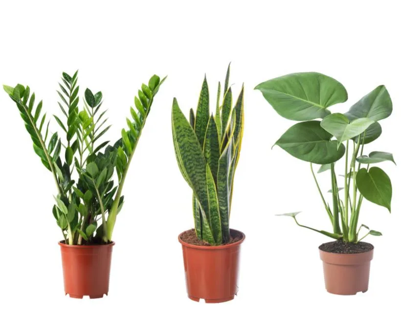 1090_plantas-faceis-iniciantes-zamioculca Plantas para Iniciantes: Guia Descomplicado para Ter Mais Verde em Casa!