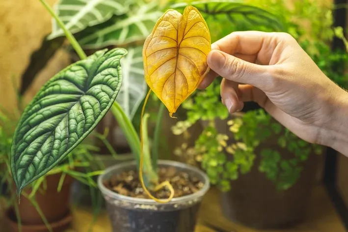 1092_folha-amarela-sinal-planta-doente Plantas para Iniciantes: Guia Descomplicado para Ter Mais Verde em Casa!