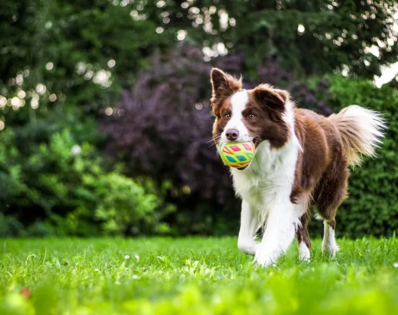 Cachorro border collie marrom e branco correndo na grama verde com uma bola colorida na boca.
