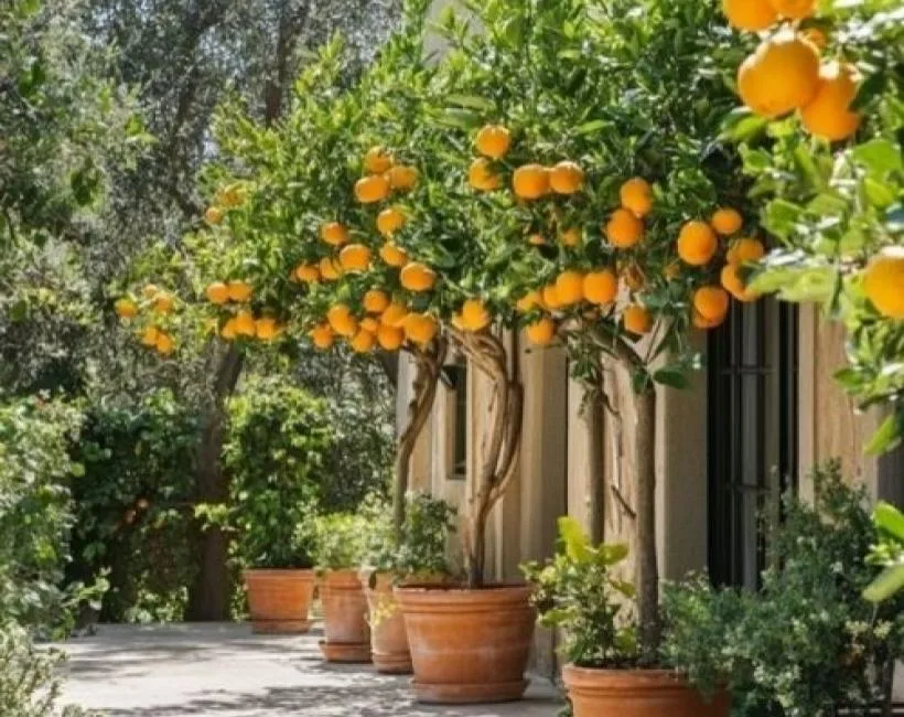 Pés de laranja em vasos grandes, cheios de frutos maduros, decorando um pátio ensolarado.