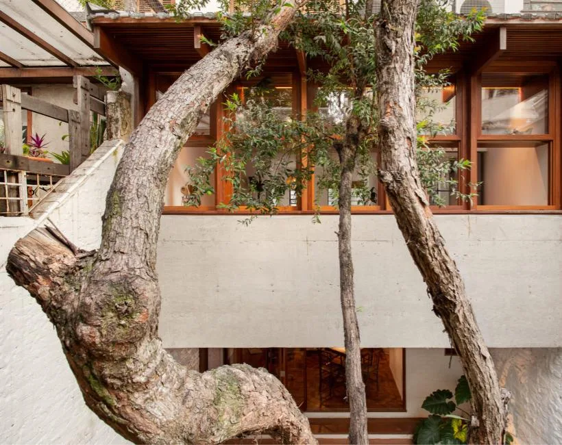 Árvore no pátio interno com fachada da casa em concreto e janelas de madeira, integrando a natureza.