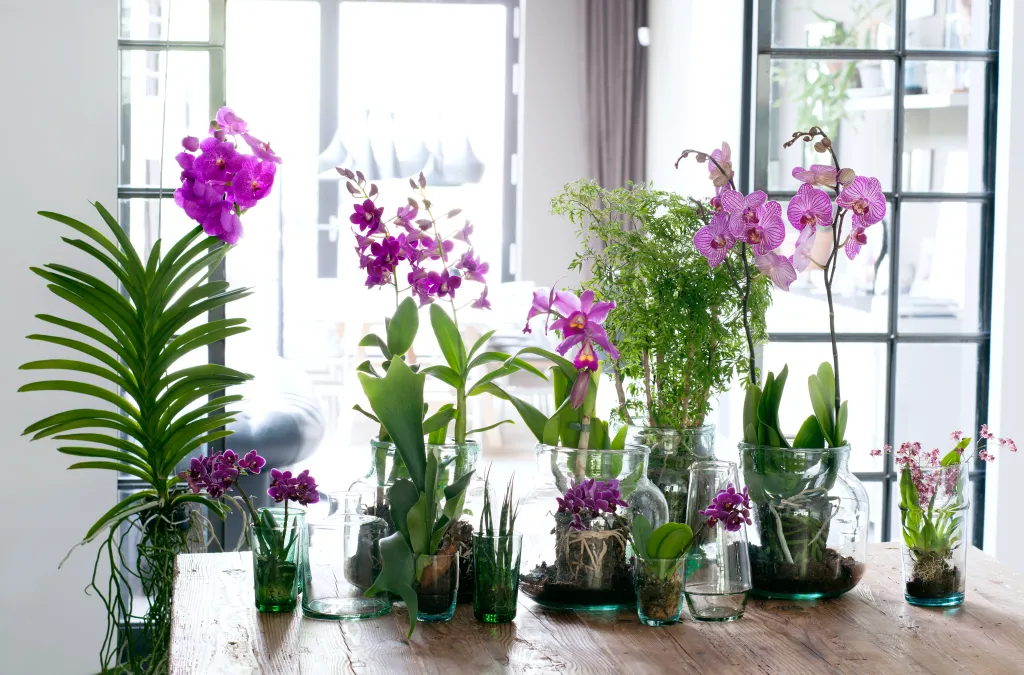 Variedade de orquídeas cor de roda em vasos sobre uma mesa de madeira